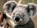 koalatee